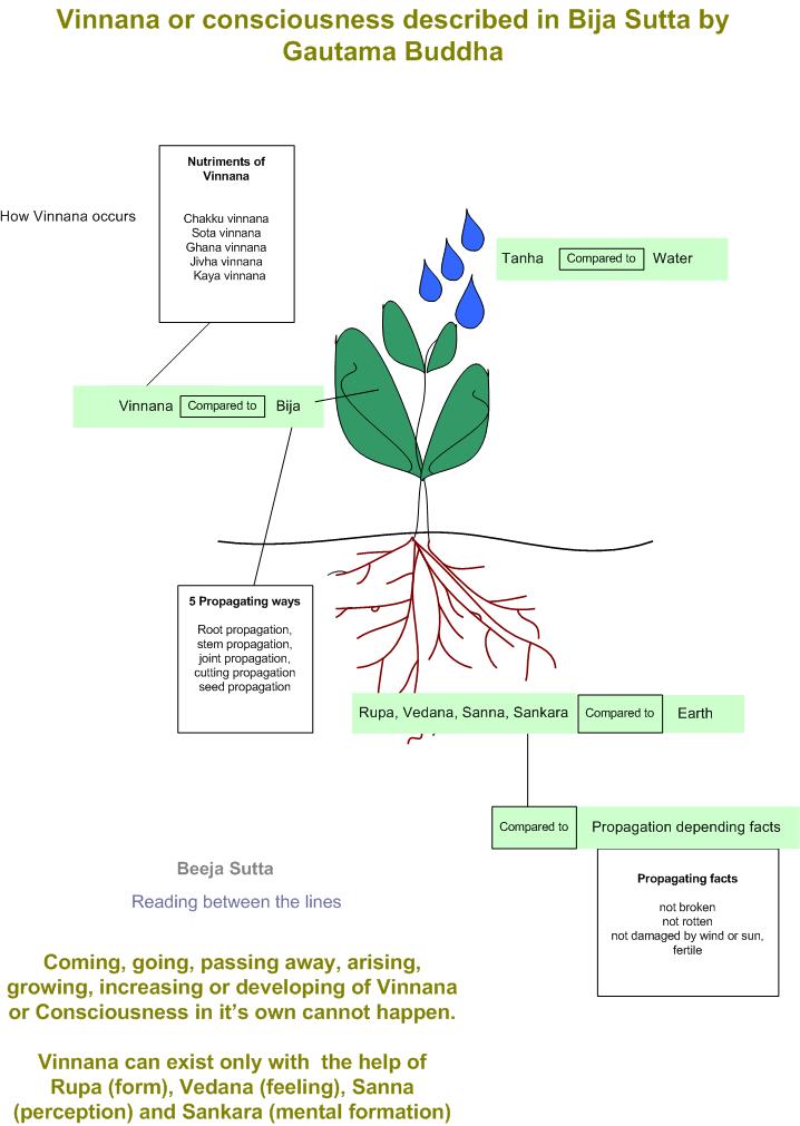Vinnana -Consciousness  explained in Bija Sutta by Gautama Buddha i n graphical form